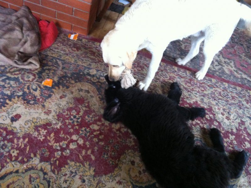 Фото: ньюфаундленд YAlta Kryimskaya Krasavica (Ялта Крымская Красавица)