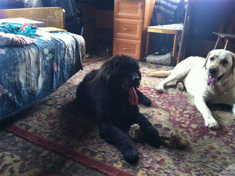 Фото: ньюфаундленд YAlta Kryimskaya Krasavica (Ялта Крымская Красавица)