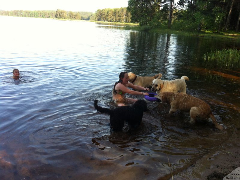 Фото: ньюфаундленд YAlta Kryimskaya Krasavica (Ялта Крымская Красавица)