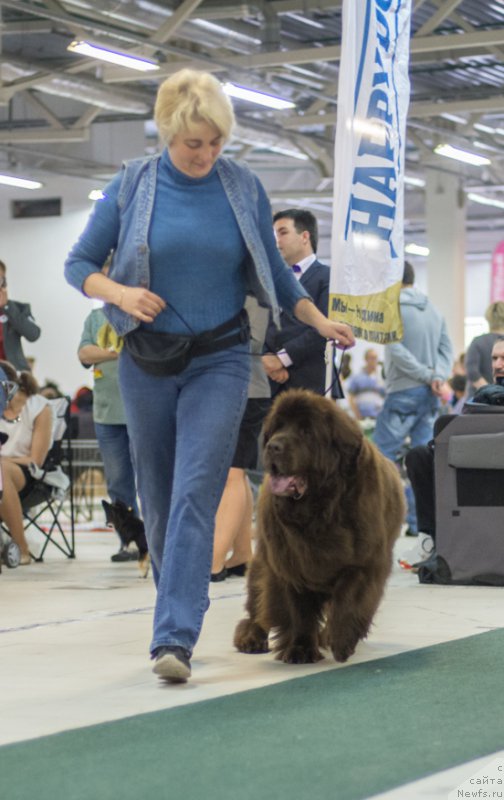 Фото: ньюфаундленд Funnewf Gospozha Udacha (Фанньюф Госпожа Удача)