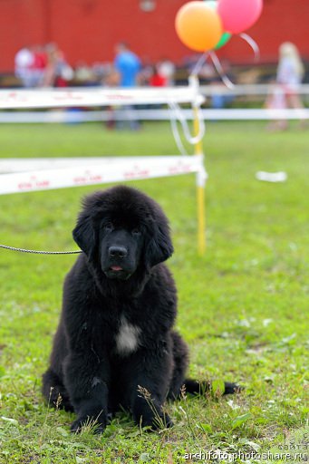 Фото: ньюфаундленд Blyek Diamond Agidel' ot Potapa CHarlotta (Блэк Диамонд Агидель от Потапа Чарлотта)