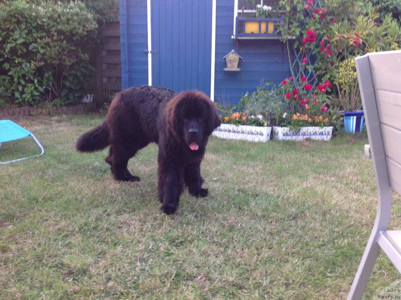 Фото: ньюфаундленд Smigar Time Line (Смигар Тайм Лайн)