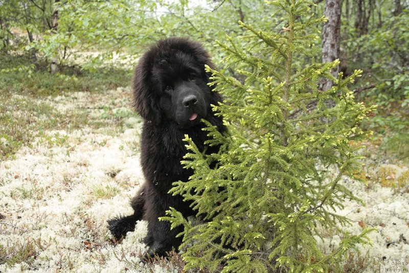 Фото: ньюфаундленд Anabelle Kvin of zye Mountayns (Анабелле Квин оф зэ Моунтайнс)