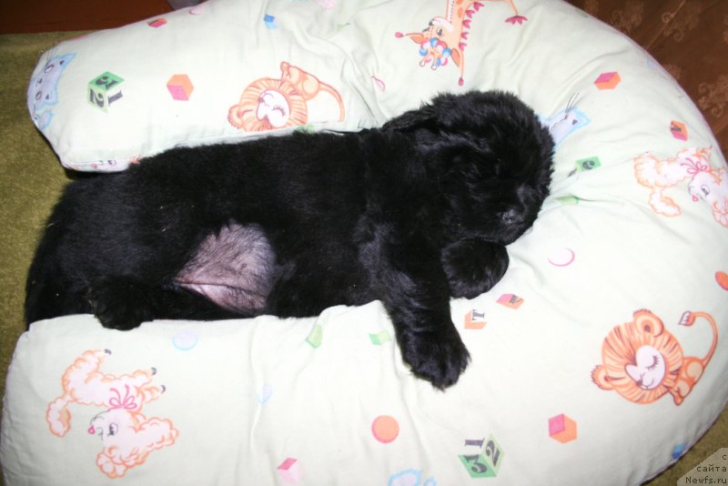 Фото: ньюфаундленд Chernaya Mafia Shengen Visa (Черная Мафия Шенген Виза)