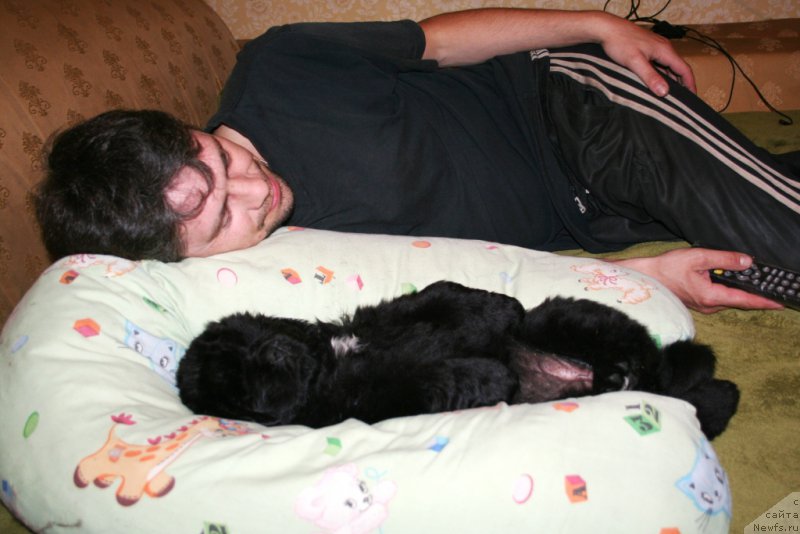 Фото: ньюфаундленд Chernaya Mafia Shengen Visa (Черная Мафия Шенген Виза)