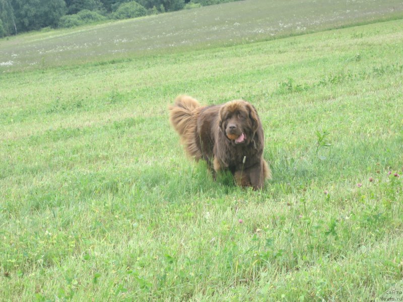 Фото: ньюфаундленд Feerichnaja Fortunatussi s Berega Dona (Фееричная Фортунатусси с Берега Дона)