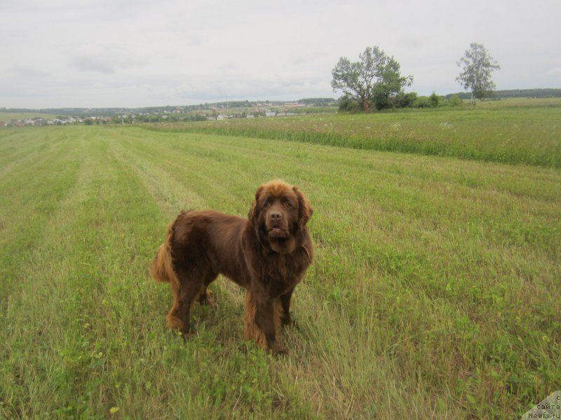 Фото: ньюфаундленд Feerichnaja Fortunatussi s Berega Dona (Фееричная Фортунатусси с Берега Дона)