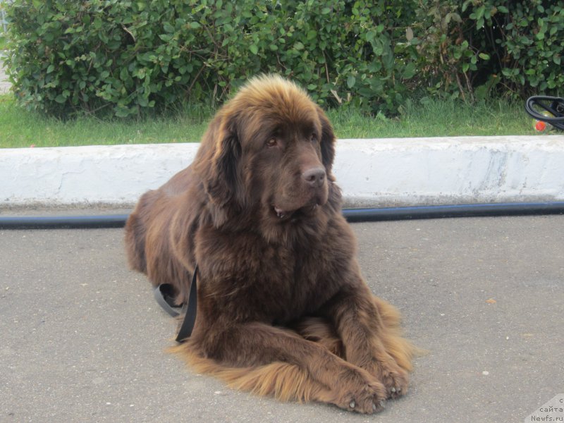 Фото: ньюфаундленд Feerichnaja Fortunatussi s Berega Dona (Фееричная Фортунатусси с Берега Дона)