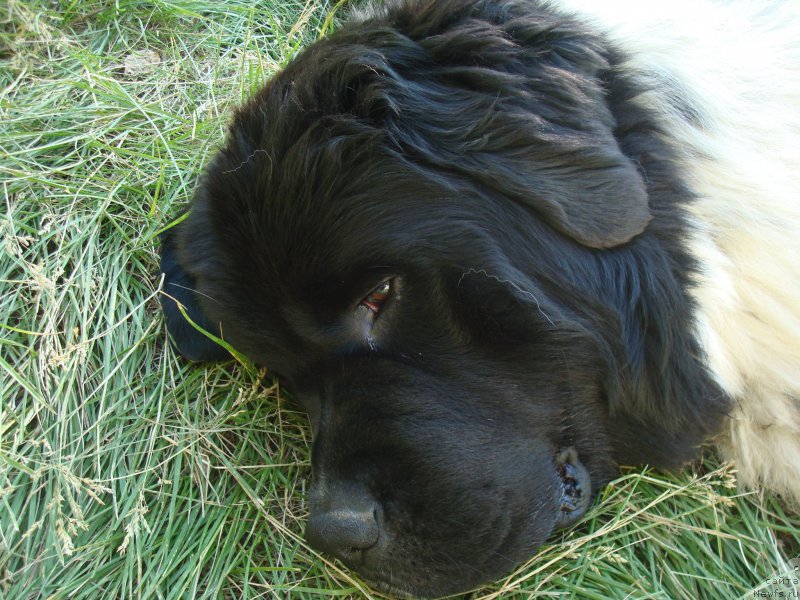 Фото: ньюфаундленд Stepnaya Pal'mira Estestvenno YA Luchshiy (Степная Пальмира Естественно Я Лучший)