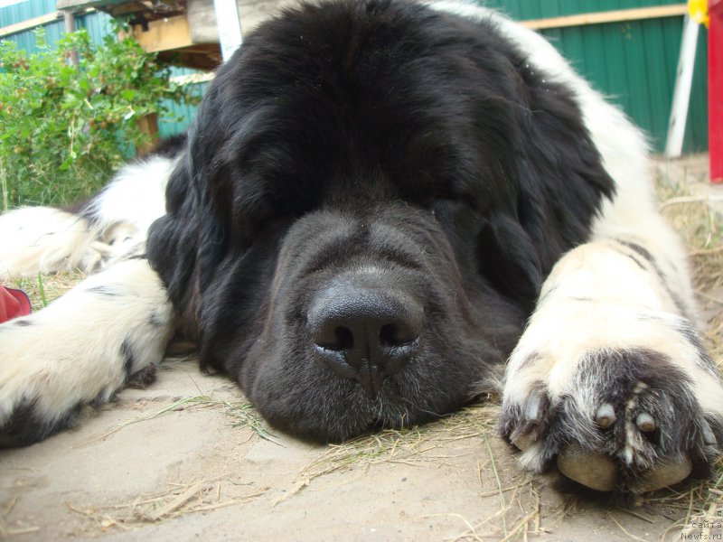 Фото: ньюфаундленд Stepnaya Pal'mira Estestvenno YA Luchshiy (Степная Пальмира Естественно Я Лучший)