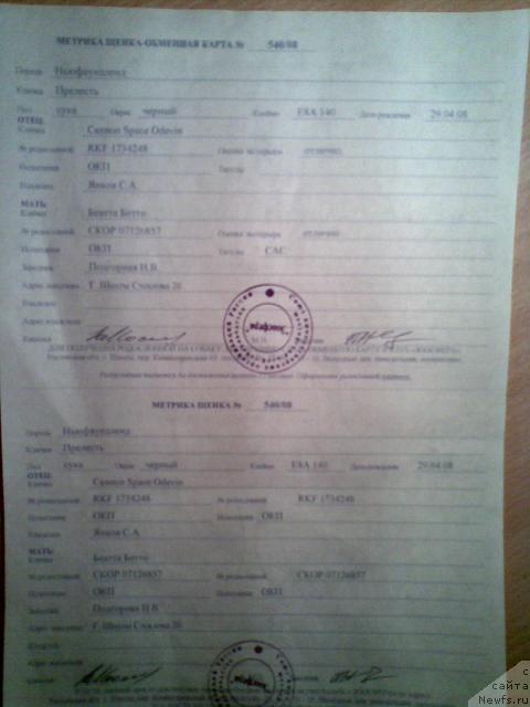 Фото: [p994]Прелесть Бонитта.