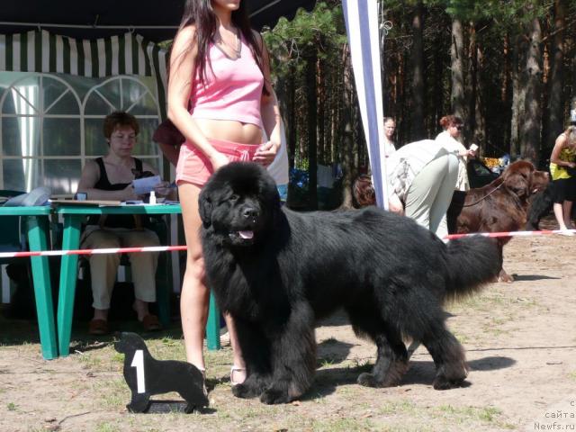 Фото: ньюфаундленд Dans Memori F'yudjan Rif (Данс Мемори Фьюджан Риф)