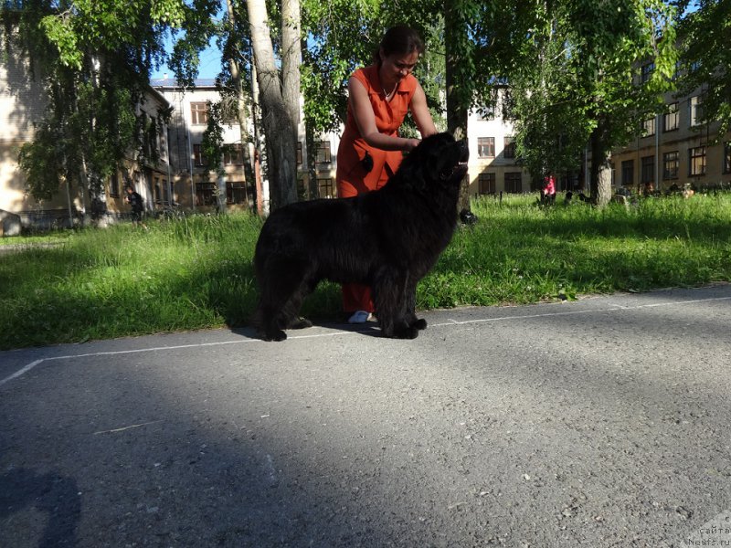 Фото: ньюфаундленд N'yufort Carica Nochi (Ньюфорт Царица Ночи), Kseniya Novikova (Ксения Новикова)