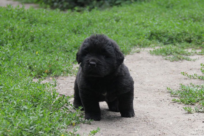 Фото: ньюфаундленд A'Portos s Berega Dona (А'Портос с Берега Дона)