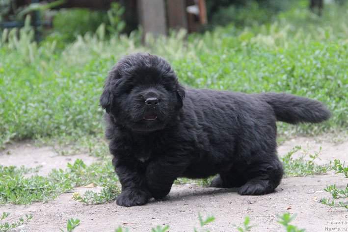 Фото: ньюфаундленд A'Portos s Berega Dona (А'Портос с Берега Дона)