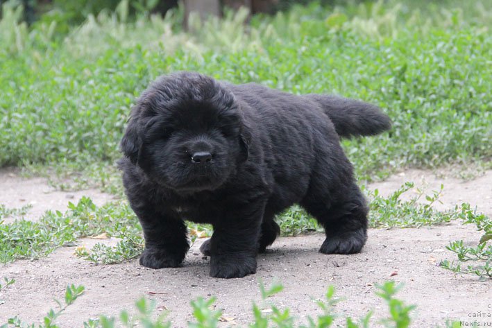 Фото: ньюфаундленд A'Portos s Berega Dona (А'Портос с Берега Дона)