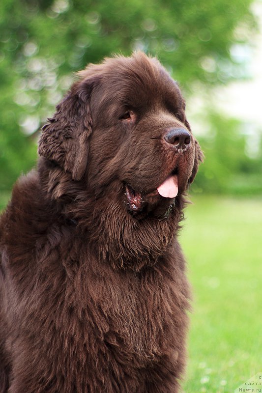 Фото: ньюфаундленд Ispolin iz Carstva Medvedey (Исполин из Царства Медведей)