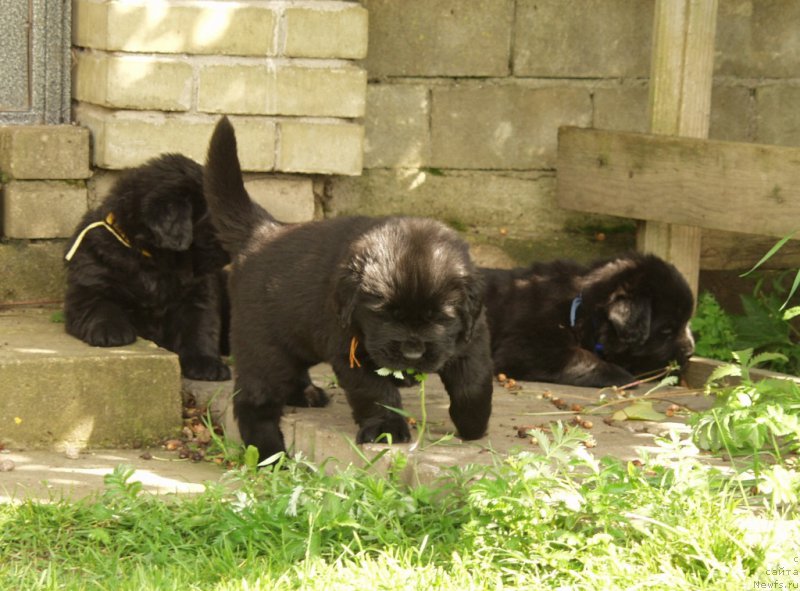 Фотография № 157903