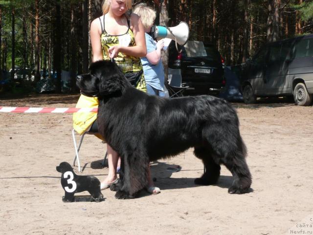 Фото: ньюфаундленд O Black Diamond Little Bear (О Блек Диамонд Литтл Беар)