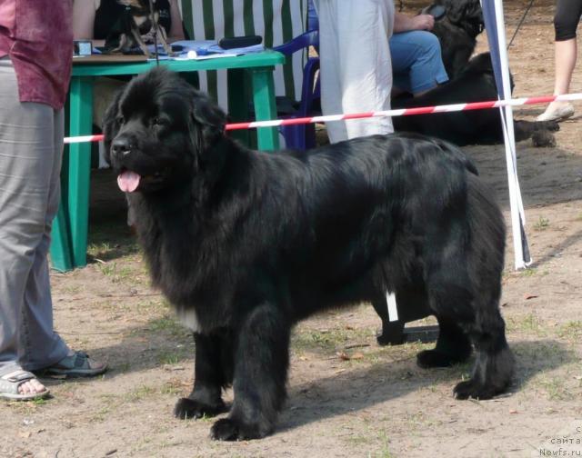 Фото: ньюфаундленд Veneciya iz Carstva Medvedey v Obush SHed (Венеция из Царства Медведей в Обуш Шед)