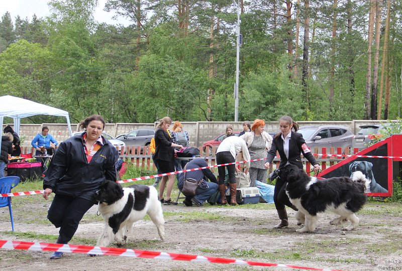Фото: ньюфаундленд Super Bizon Kuba (Супер Бизон Куба)