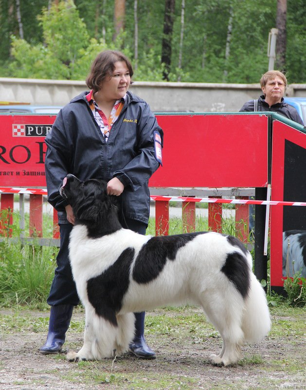 Фото: ньюфаундленд Super Bizon Kuba (Супер Бизон Куба)