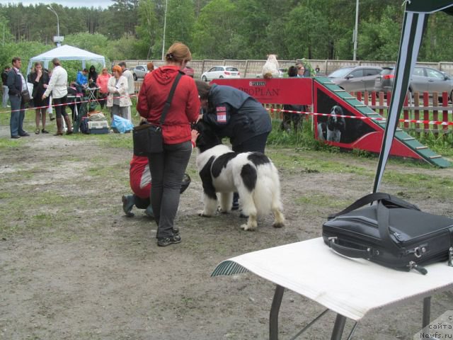 Фото: ньюфаундленд Super Bizon Kuba (Супер Бизон Куба)