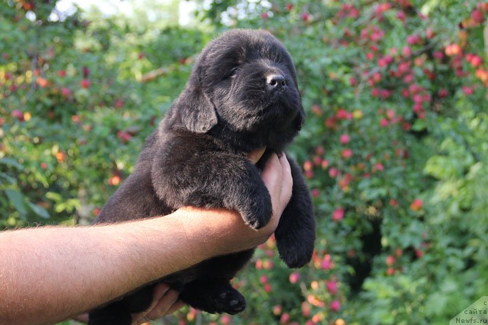 Фото: ньюфаундленд Aramis s Berega Dona (Арамис с Берега Дона)