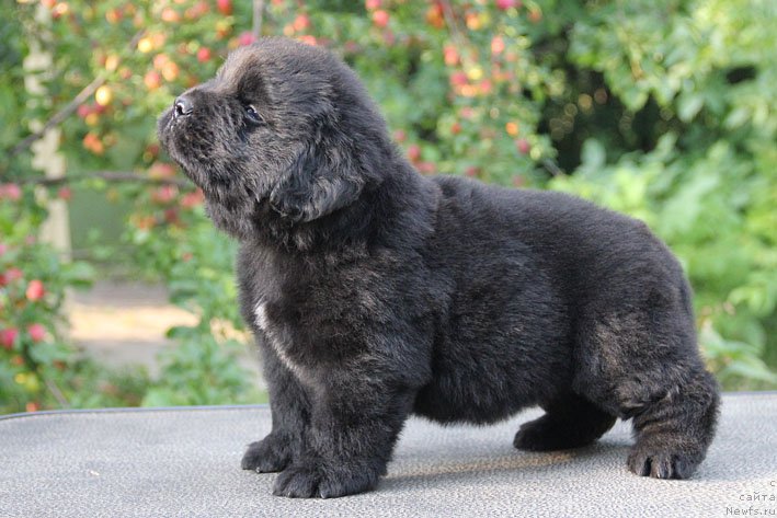 Фото: ньюфаундленд Aramis s Berega Dona (Арамис с Берега Дона)