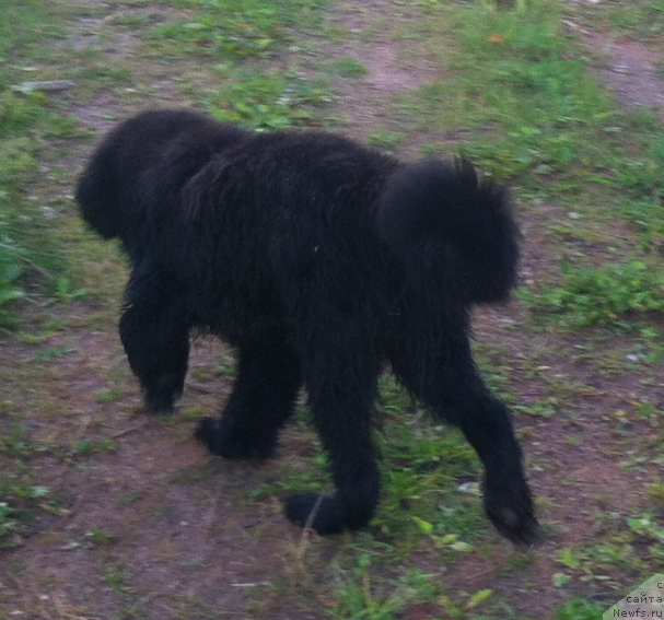 Фото: ньюфаундленд YAlta Kryimskaya Krasavica (Ялта Крымская Красавица)