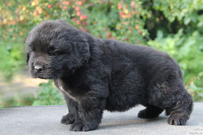 Фото: ньюфаундленд Aramis s Berega Dona (Арамис с Берега Дона)