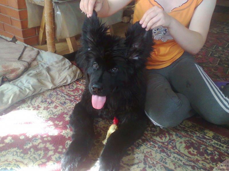 Фото: ньюфаундленд YAlta Kryimskaya Krasavica (Ялта Крымская Красавица)