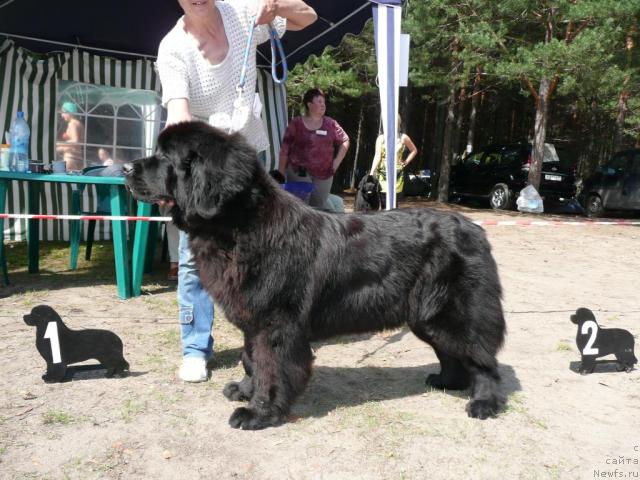 Фото: ньюфаундленд Black Diamond Agidel ot Potapa Poletta (Блэк Диамонд Агидель от Потапа Полетта)