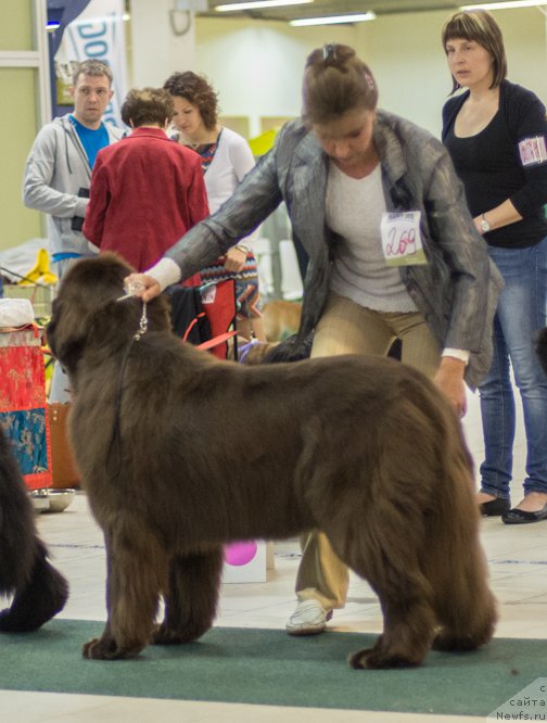 Фото: ньюфаундленд Aquatoriya Kelvin Heather Honey (Акватория Келвин Хизер Хани), YUliana Nikiforova (Юлиана Никифорова)