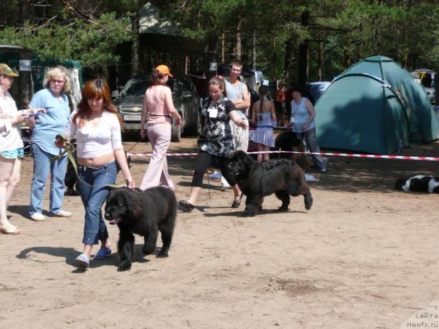 Фото: ньюфаундленд Anchar (Анчар), ньюфаундленд Aquatoriya Kelvin Zvezdnaya Koroleva (Акватория Келвин Звездная Королева)