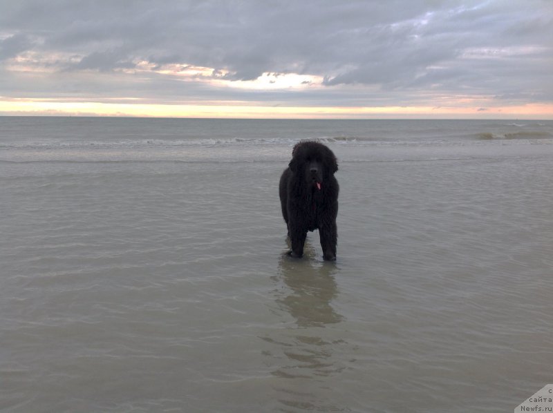 Фото: ньюфаундленд Smigar Time Line (Смигар Тайм Лайн)