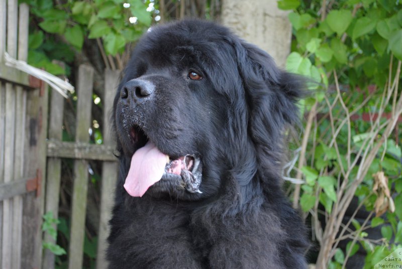 Фото: ньюфаундленд YUventus iz Antagrada (Ювентус из Антаграда)