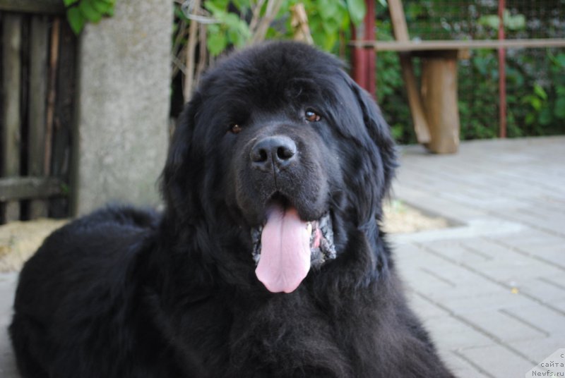 Фото: ньюфаундленд YUventus iz Antagrada (Ювентус из Антаграда)