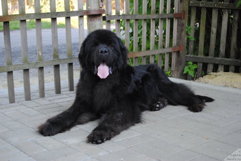 Фото: ньюфаундленд YUventus iz Antagrada (Ювентус из Антаграда)