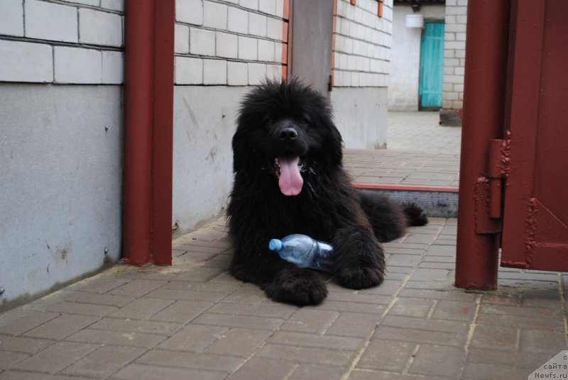 Фото: ньюфаундленд Dusha-Devitsa (Душа-Девица)