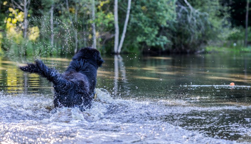 Фото: ньюфаундленд Smigar Liverpulsiy Chetvertak (Смигар Ливерпульский Четвертак)