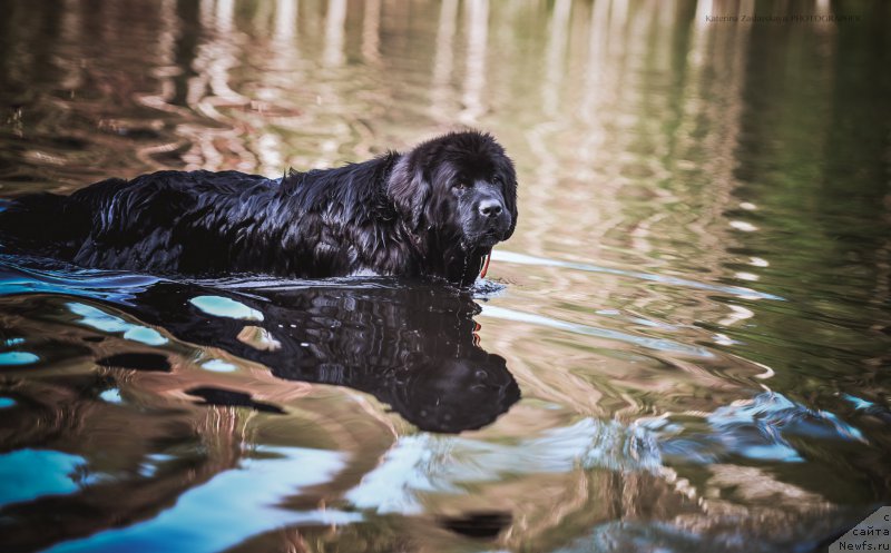 Фотография № 158015