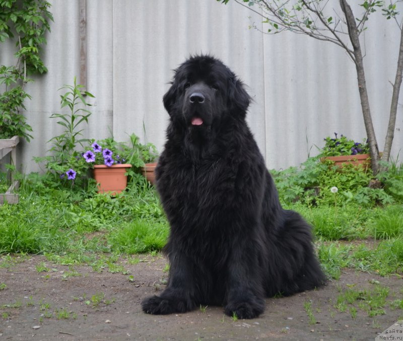 Фото: ньюфаундленд I'm Little Princess Midnight Bear