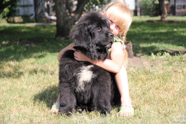 Фото: ньюфаундленд Zlato Volmari Al'tair (Злато Волмари Альтаир)