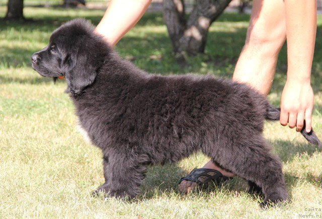 Фото: ньюфаундленд Zlato Volmari Al'tair (Злато Волмари Альтаир)