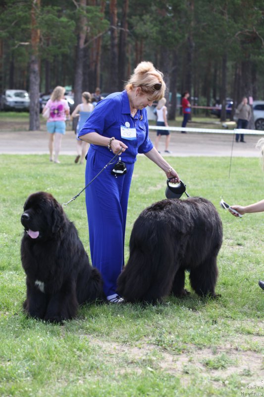 Фото: ньюфаундленд Cristalmar Cadeaux de Noel, Irina Kozlovskaya (Ирина Козловская), ньюфаундленд Very Fairweathers X'Got The Rhythm
