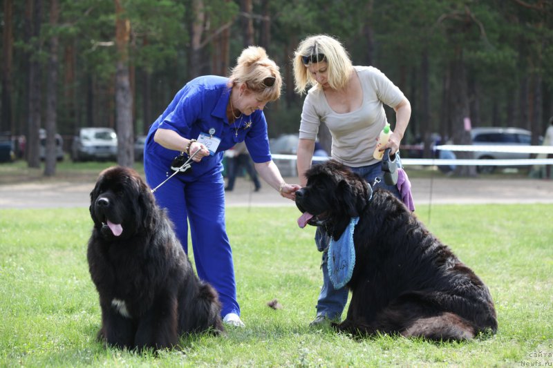 Фото: ньюфаундленд Cristalmar Cadeaux de Noel, Irina Kozlovskaya (Ирина Козловская), Ol'ga Malyihina (Ольга Малыхина), ньюфаундленд Very Fairweathers X'Got The Rhythm