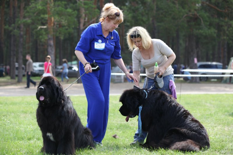 Фото: ньюфаундленд Cristalmar Cadeaux de Noel, Irina Kozlovskaya (Ирина Козловская), Ol'ga Malyihina (Ольга Малыхина), ньюфаундленд Very Fairweathers X'Got The Rhythm