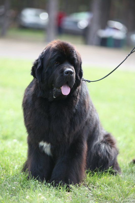 Фото: ньюфаундленд Cristalmar Cadeaux de Noel