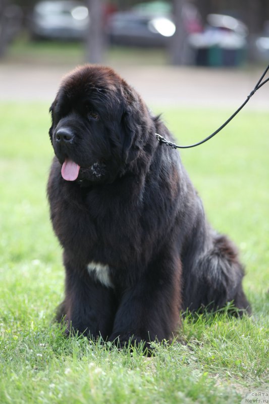 Фото: ньюфаундленд Cristalmar Cadeaux de Noel